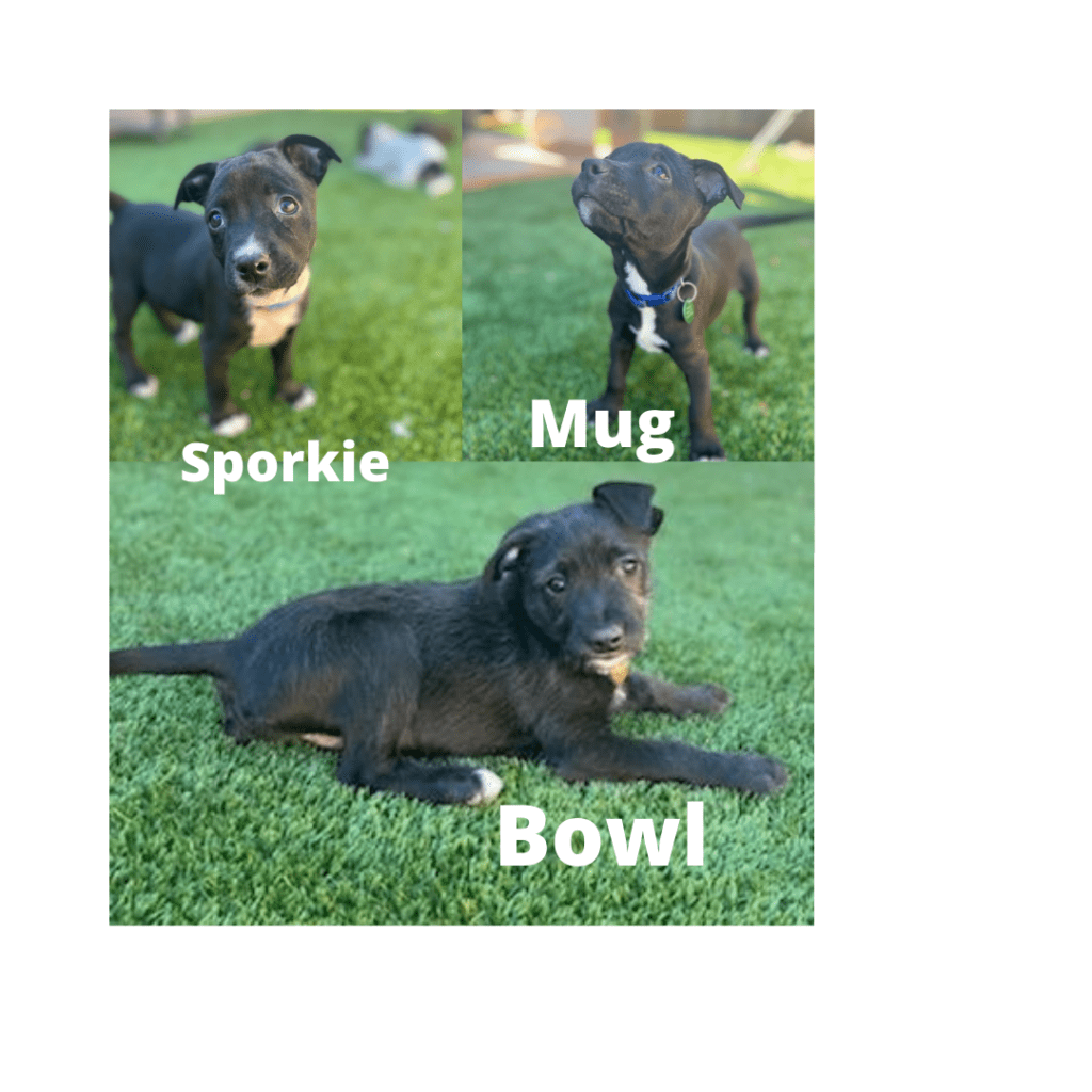 Fundraising Events - Resilient Hearts Animal Sanctuary